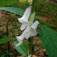 Sesamum indicum L.